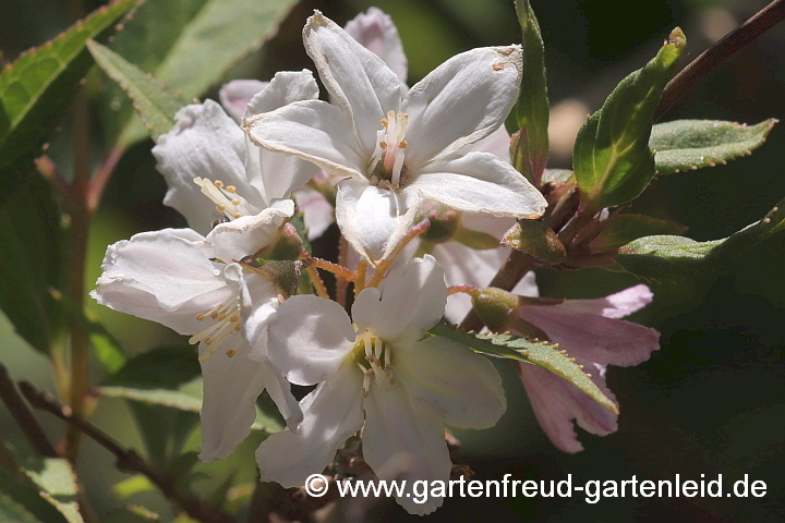 Deutzia x kalmiiflora – Kalmien-Deutzie, Blüten