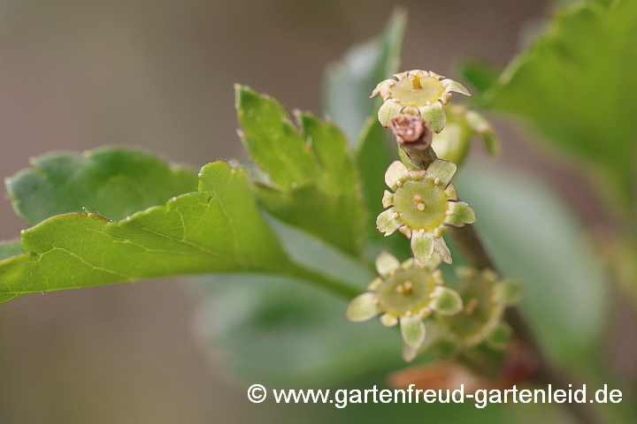 Ribes alpinum – Alpen-Johannisbeere, weibliche Blüten