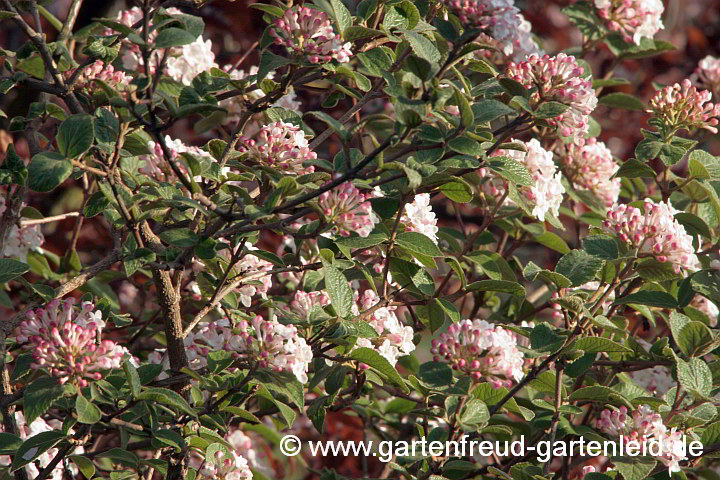 Viburnum carlesii – Koreanischer Duft-Schneeball im Aufblühen