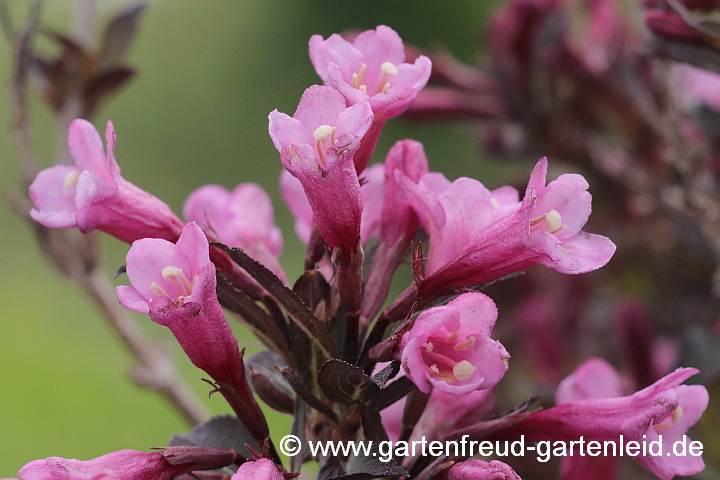 Weigela florida (Liebliche Weigelie, Rotblättrige Weigelie) 'Purpurea' – Blüten