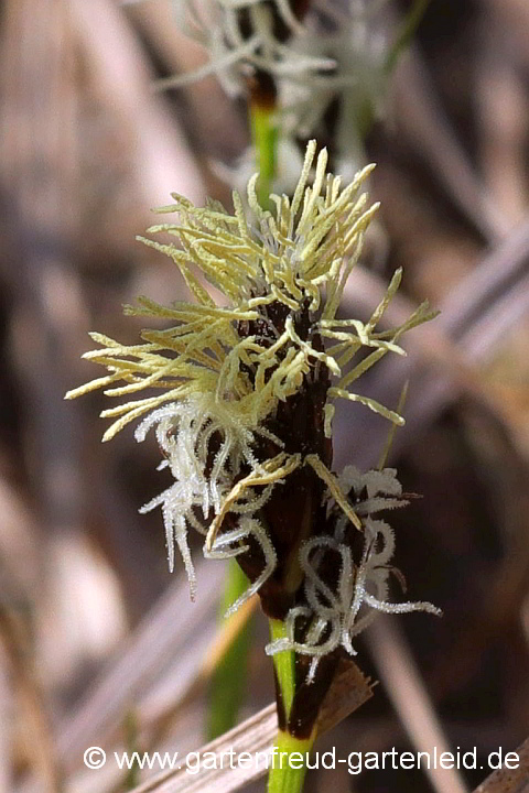 Carex montana – Berg-Segge, Blütenstand
