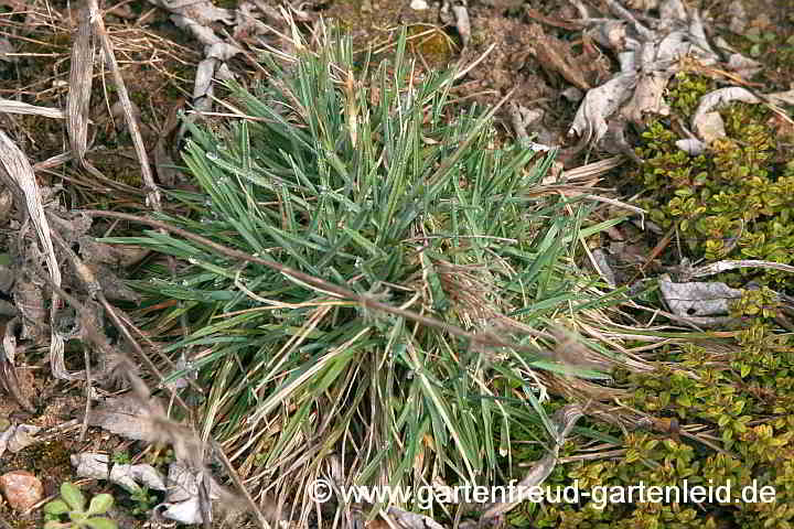 Koeleria glauca (Blaugrünes Schillergras) im Frühling