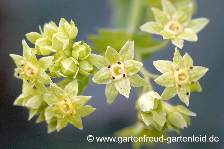 Alchemilla mollis – Weicher Frauenmantel, Blüten