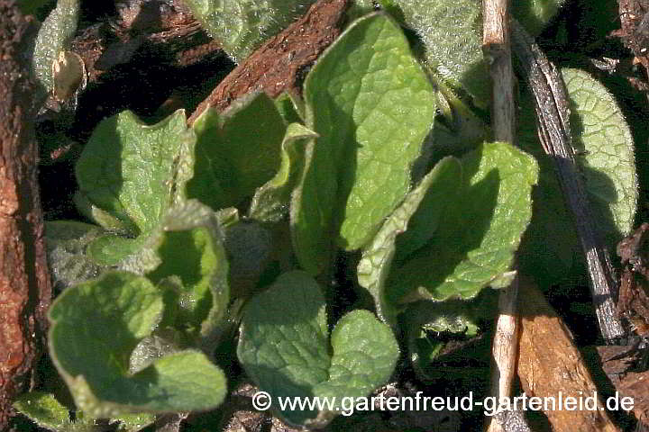 Brunnera macrophylla – Großblättriges Kaukasusvergissmeinnicht, Austrieb