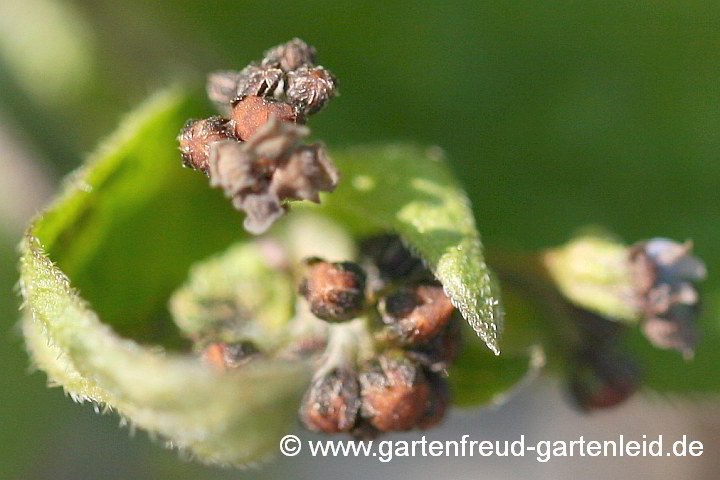 Brunnera macrophylla – Großblättriges Kaukasusvergissmeinnicht, Frostschaden