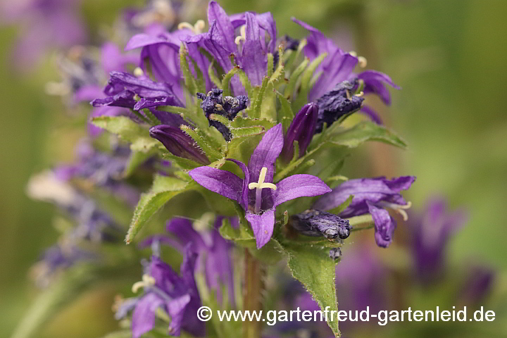 Campanula glomerata – Knäuel-Glockenblume, Blütenstand der Art