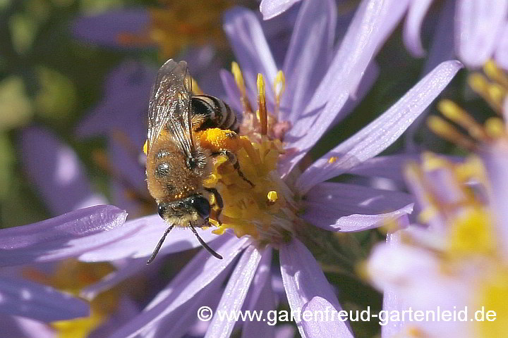 Colletes similis sammelt Pollen von Galatella sedifolia 'Nanus' – Sedumblättrige Aster