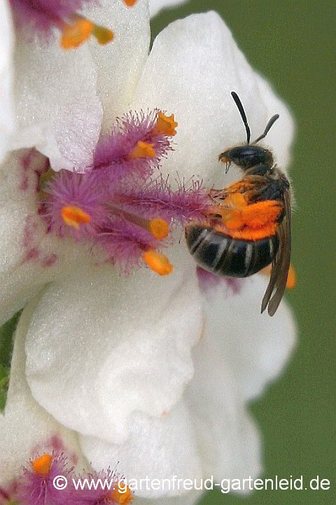 Ein Weibchen der Glänzenden Schmalbiene sammelt Pollen an Verbascum chaixii (Französische Königskerze)