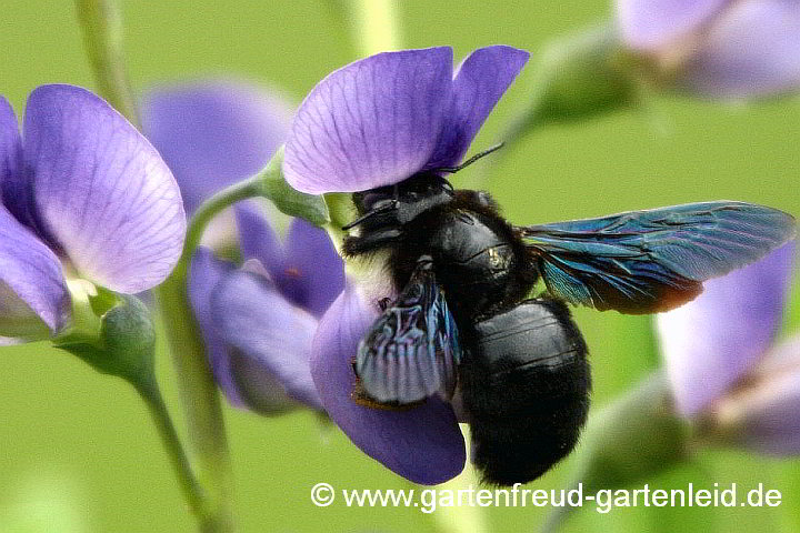Xylocopa violacea (Blauschwarze Holzbiene, Weibchen) auf Baptisia australis (Indigolupine)